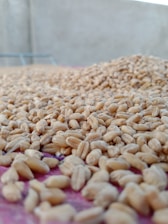 A close-up view of a large quantity of wheat grains spread out, likely for drying or cleaning, with a blurred background.