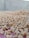 A close-up view of a large quantity of wheat grains spread out, likely for drying or cleaning, with a blurred background.