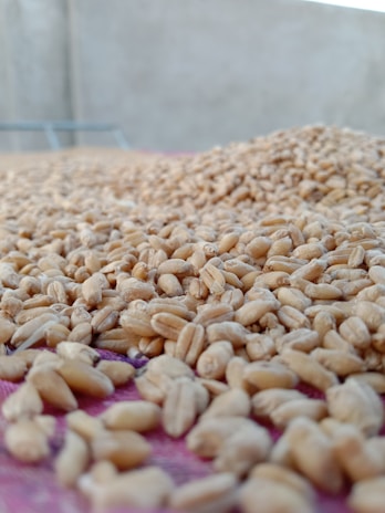 A close-up view of a large quantity of wheat grains spread out, likely for drying or cleaning, with a blurred background.