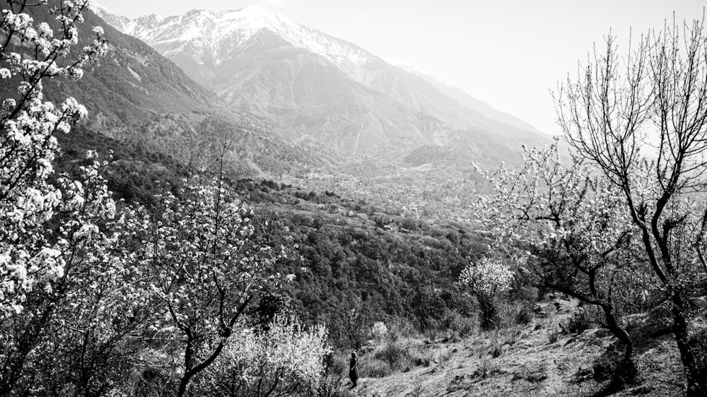 grayscale photo of trees and mountains