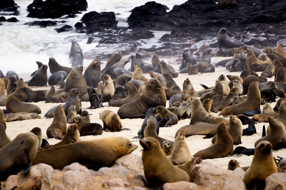 Grupo de leones marinos en la orilla de la playa