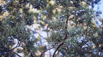 blue berries on brown tree branch during daytime