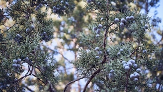 blue berries on brown tree branch during daytime
