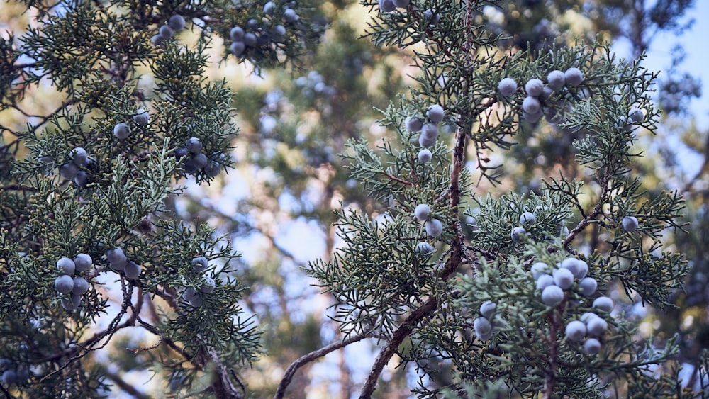 낮 동안 갈색 나뭇가지에 푸른 열매