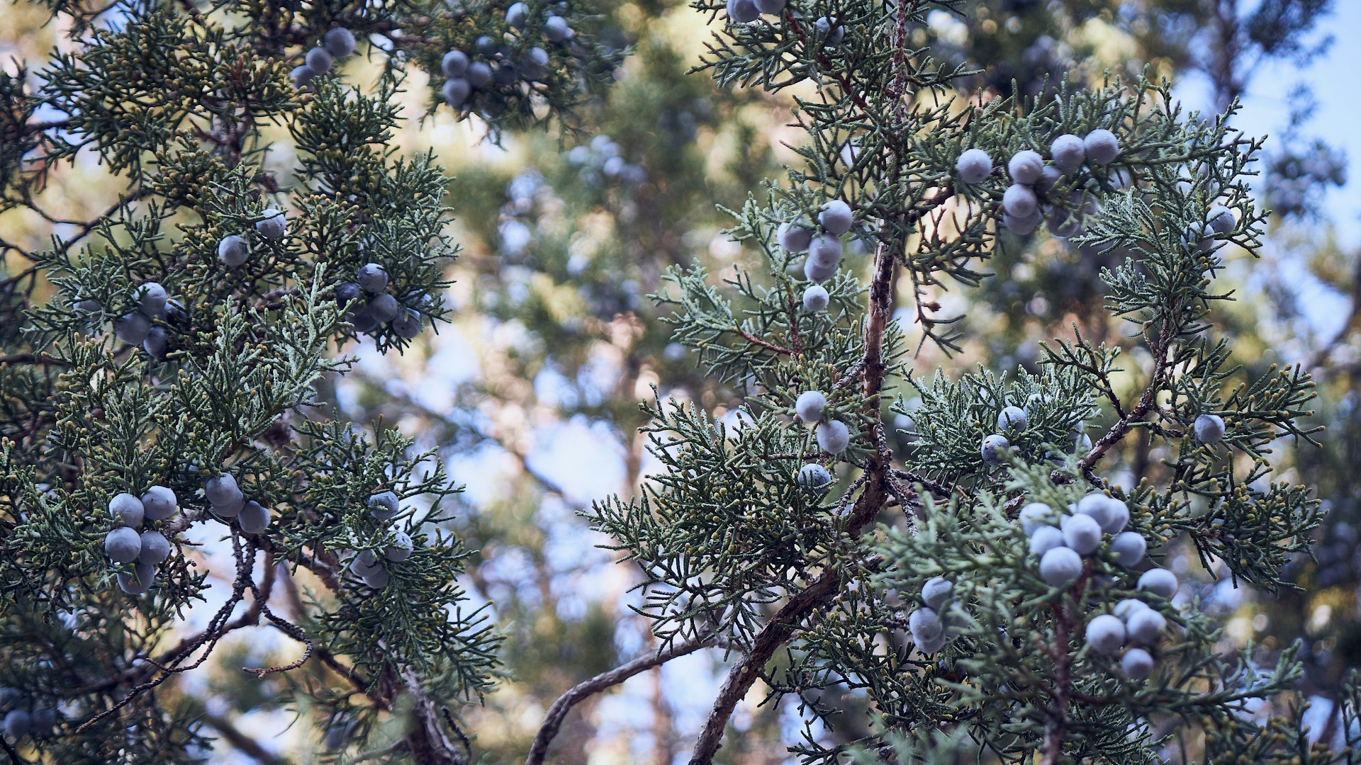 blue berries on brown tree branch during daytime