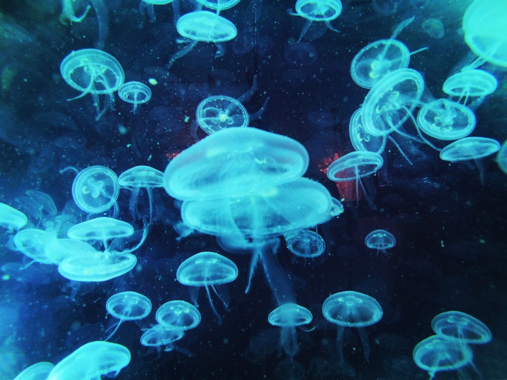 blue and white jellyfish in water