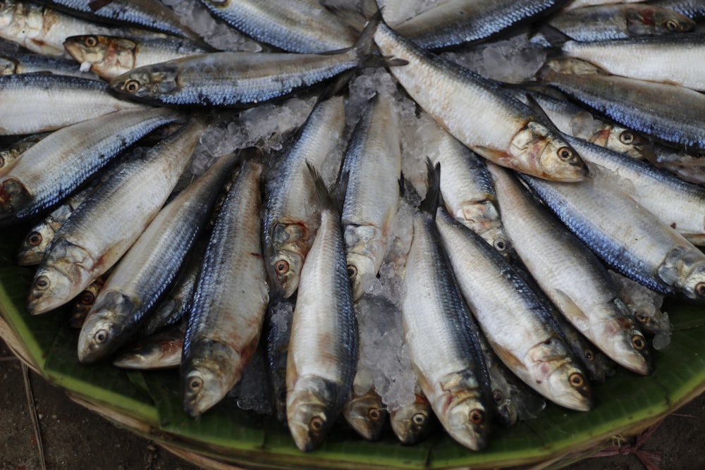 poissons argentés sur récipient en plastique vert