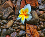 Delicate plumeria petals resting softly on garden stones.