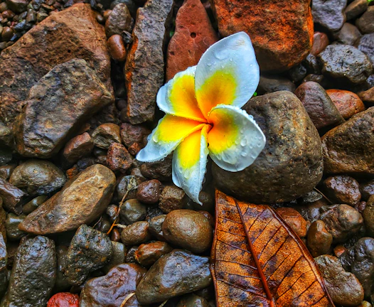 Delicate plumeria petals resting softly on garden stones.