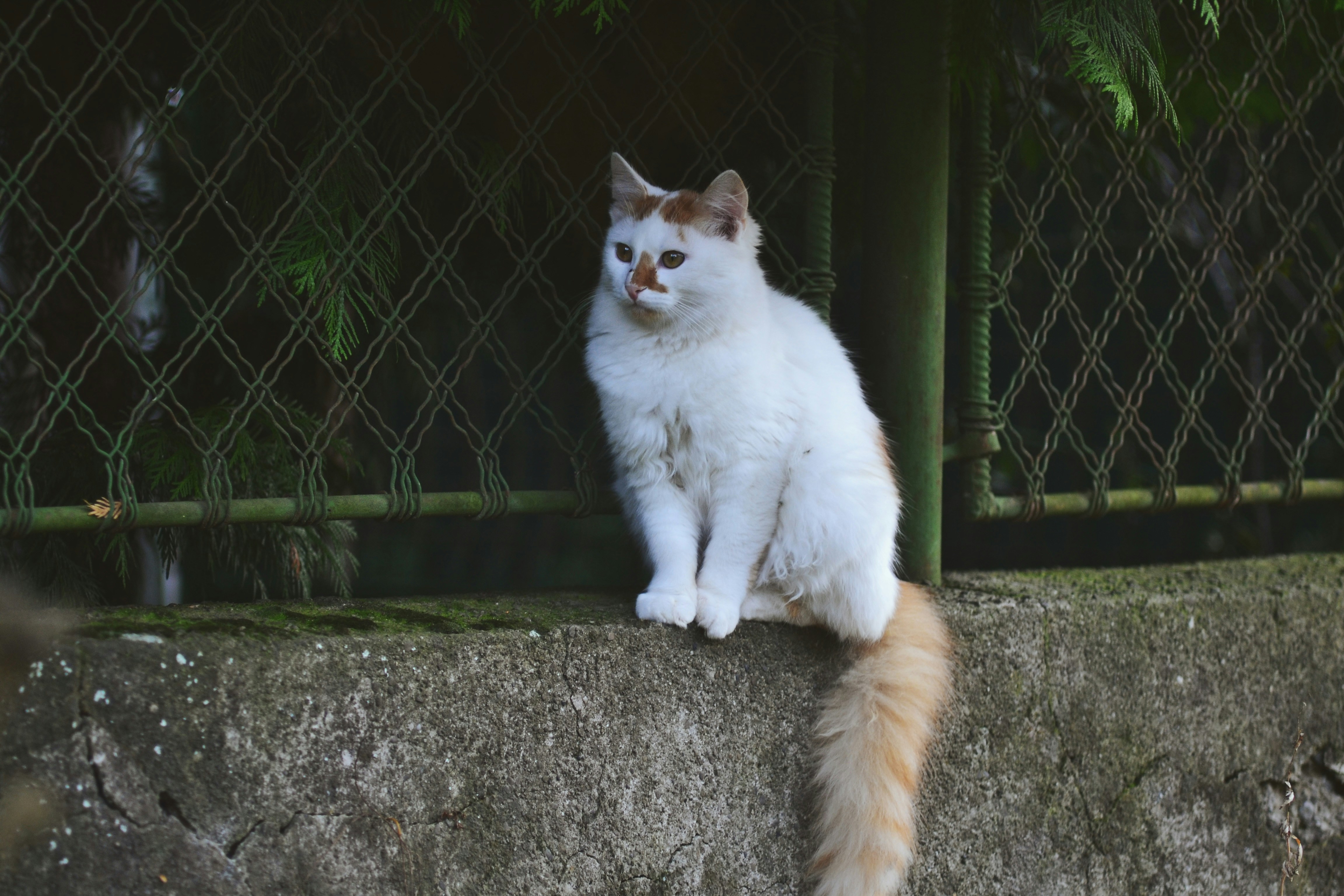 white and brown cat sitting on gray concrete floor