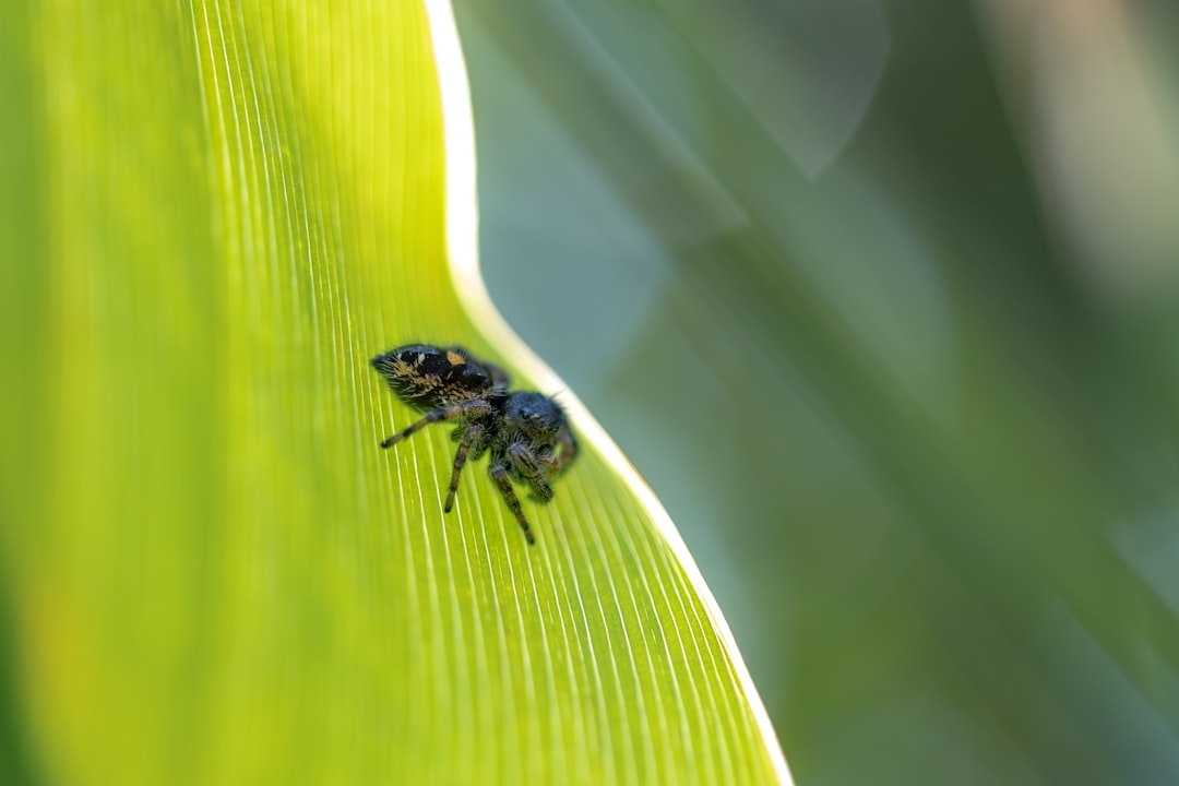 black and yellow bee on green leaf