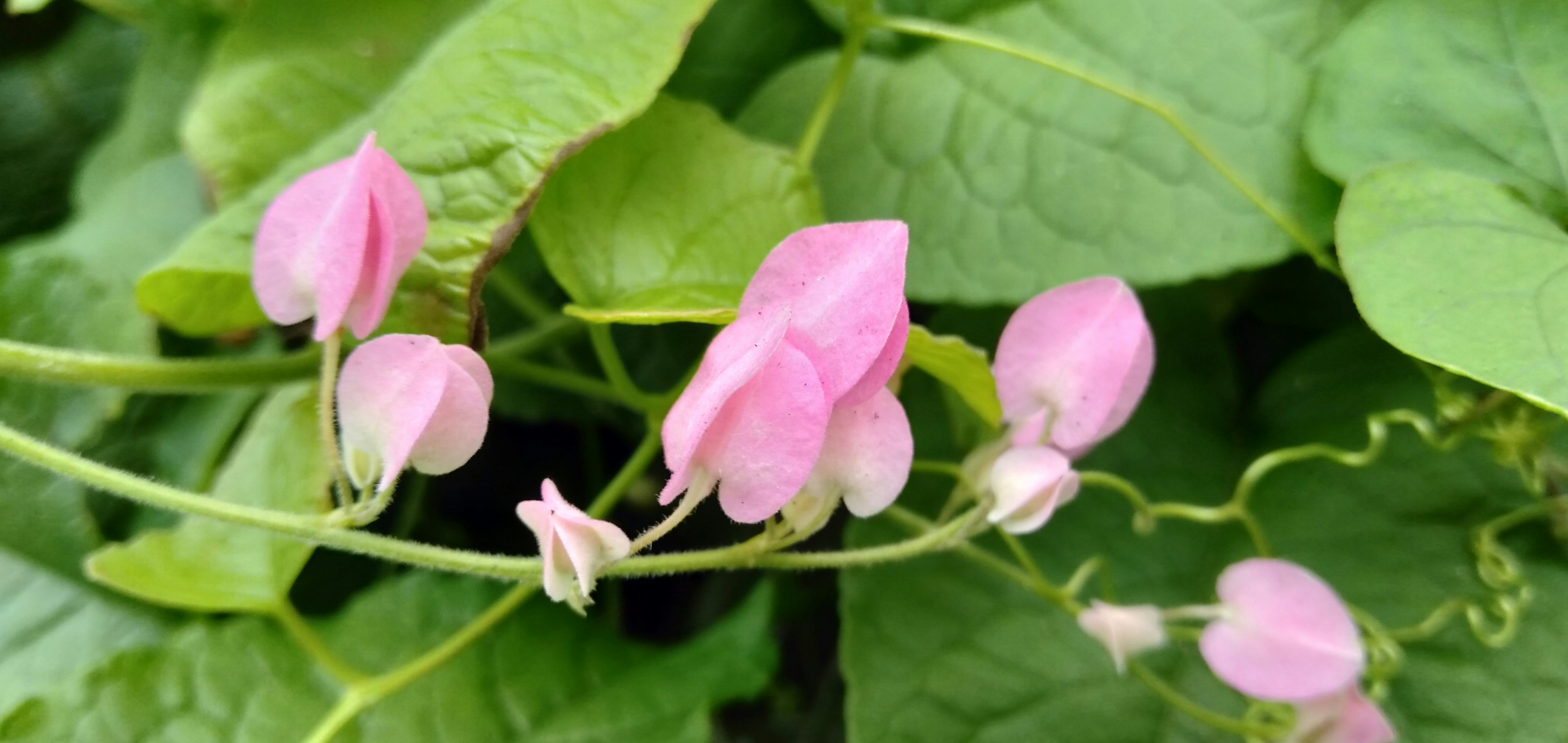 The Beauty and Symbolism of Pink Flowers