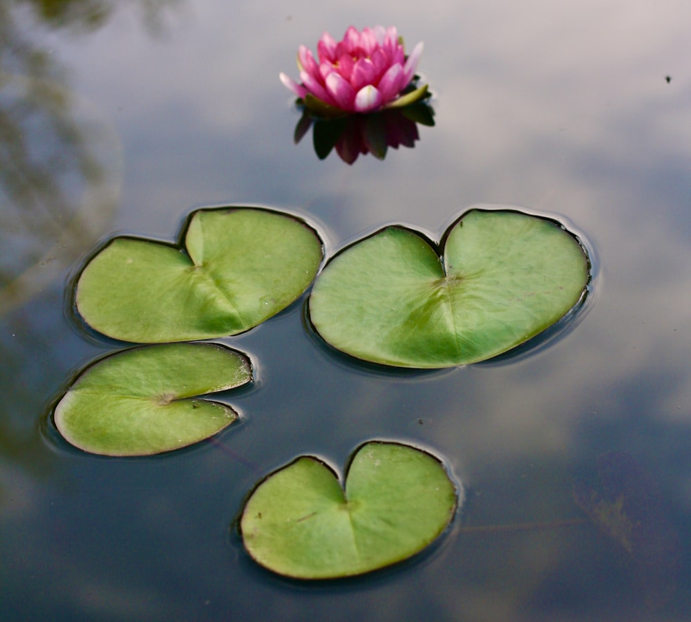 pink lotus flower on water