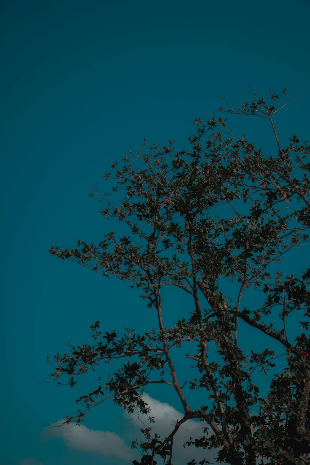 brown tree under blue sky during daytime