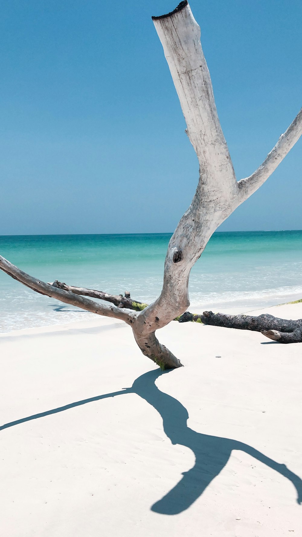 Tronco de árbol marrón en la playa de arena blanca durante el día