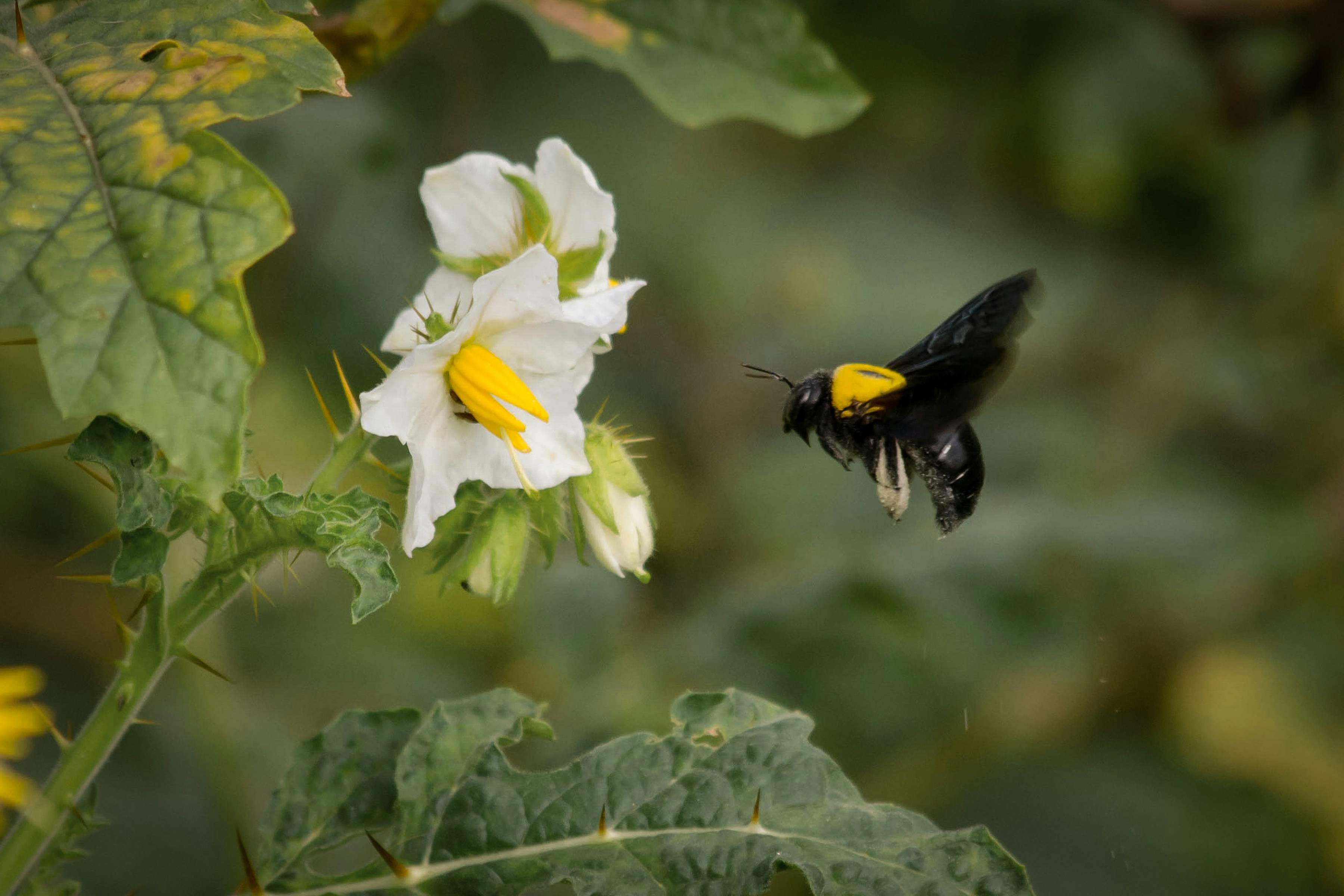 black and yellow bee on white flower
