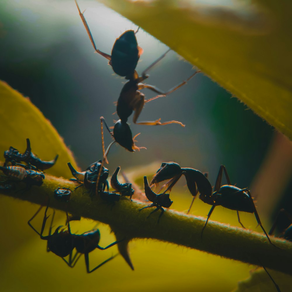 black ant on yellow leaf