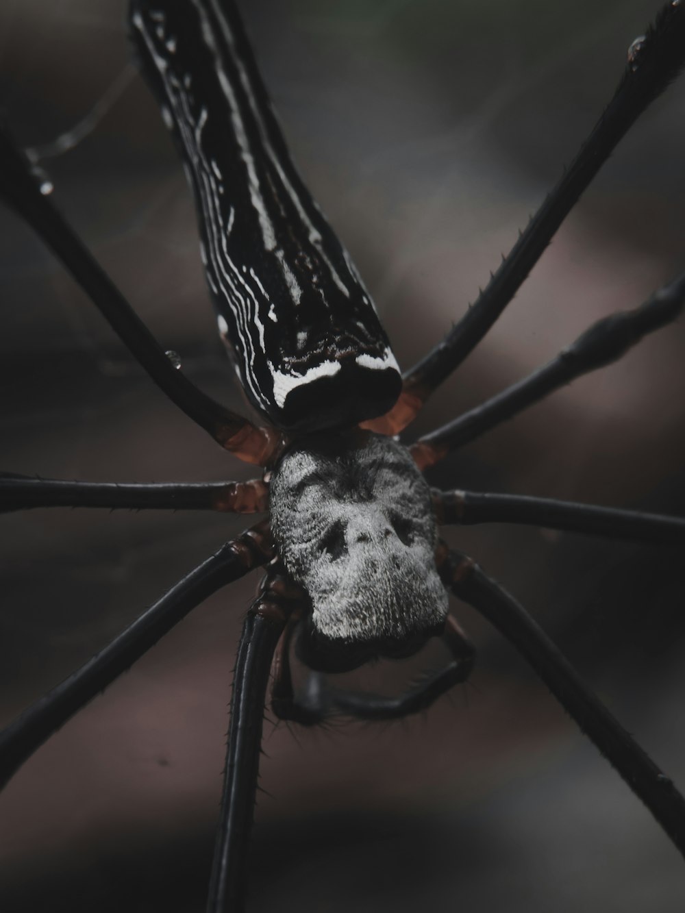 black and white spider on web in close up photography during daytime