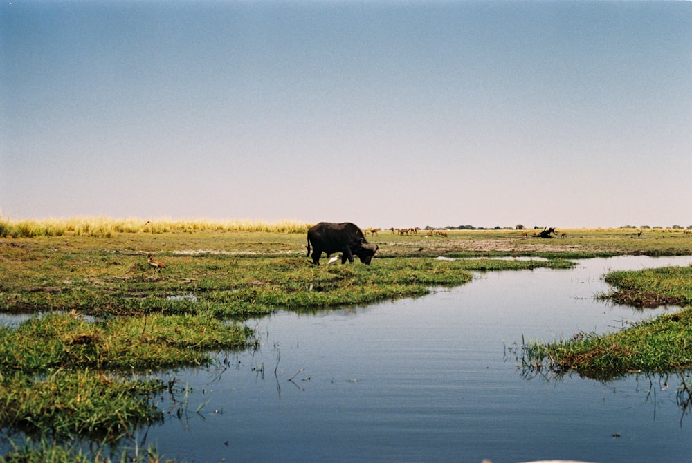 brown cow on green grass field during daytime