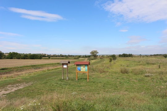 A wide expanse of open fields stretches under a clear blue sky with scattered clouds. The landscape features a few trees and shrubs dotting the grassy terrain. Two wooden display boards stand prominently in the foreground, suggesting a possible trail or information spot amidst the natural setting.