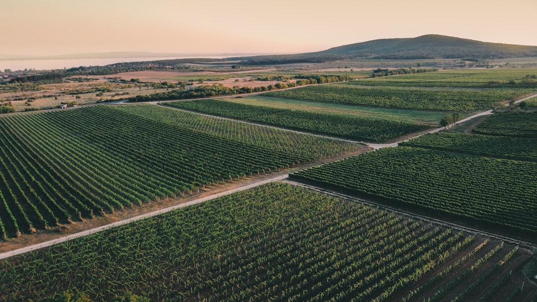 photo of Tagyon Plain near Lake Balaton