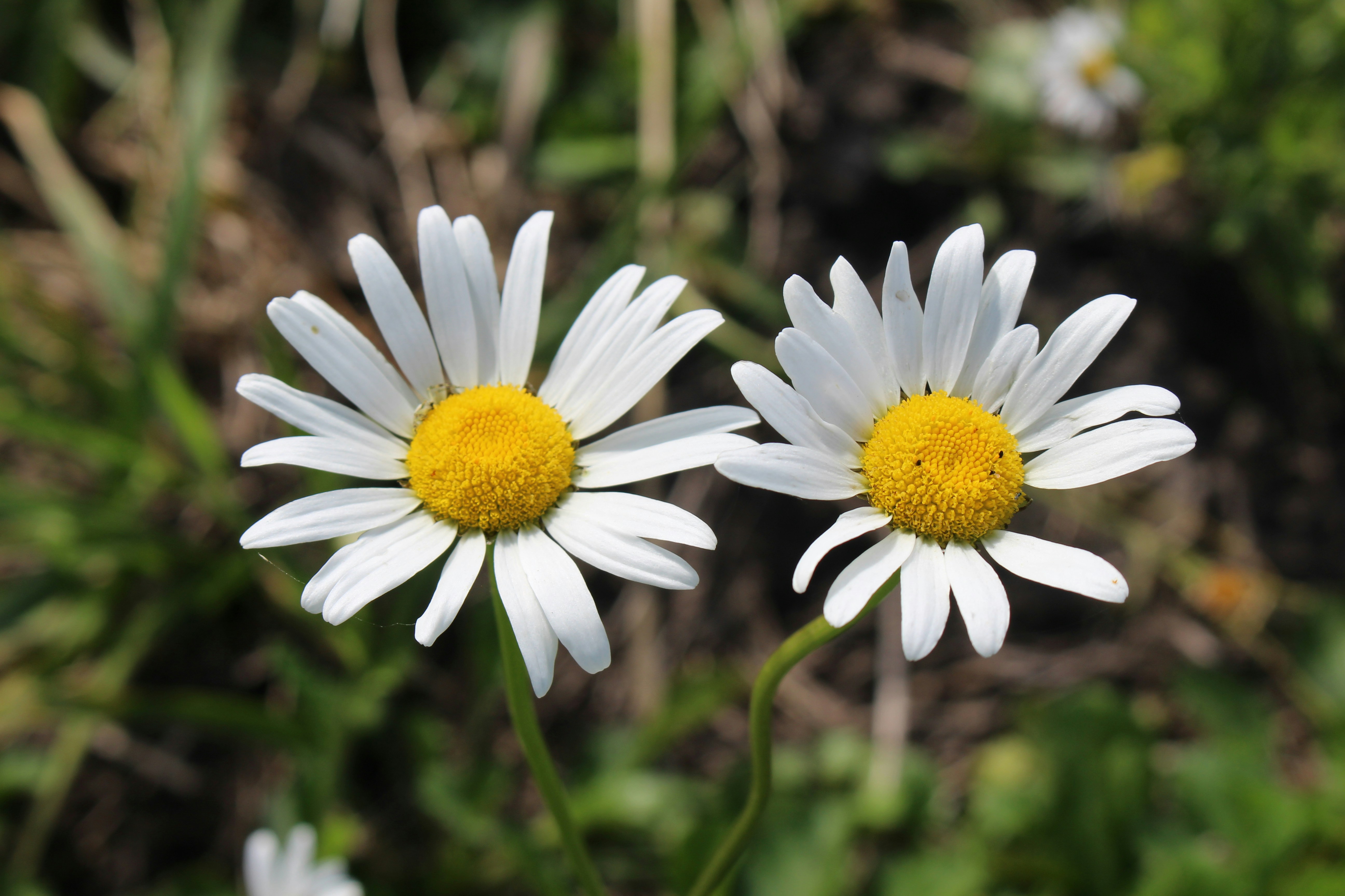 Photo by marjorylucabaxter