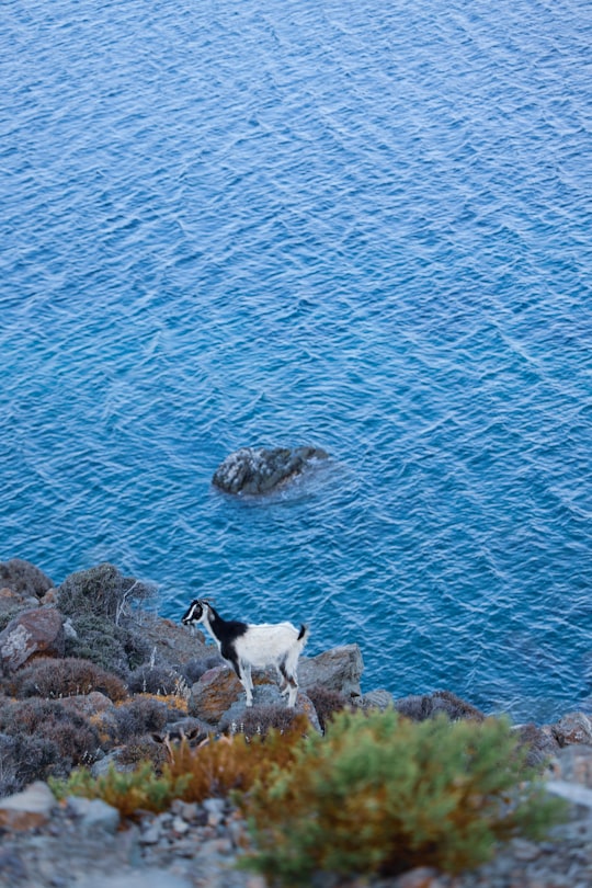 white and black sheep on rock formation near body of water during daytime in Samothraki Greece