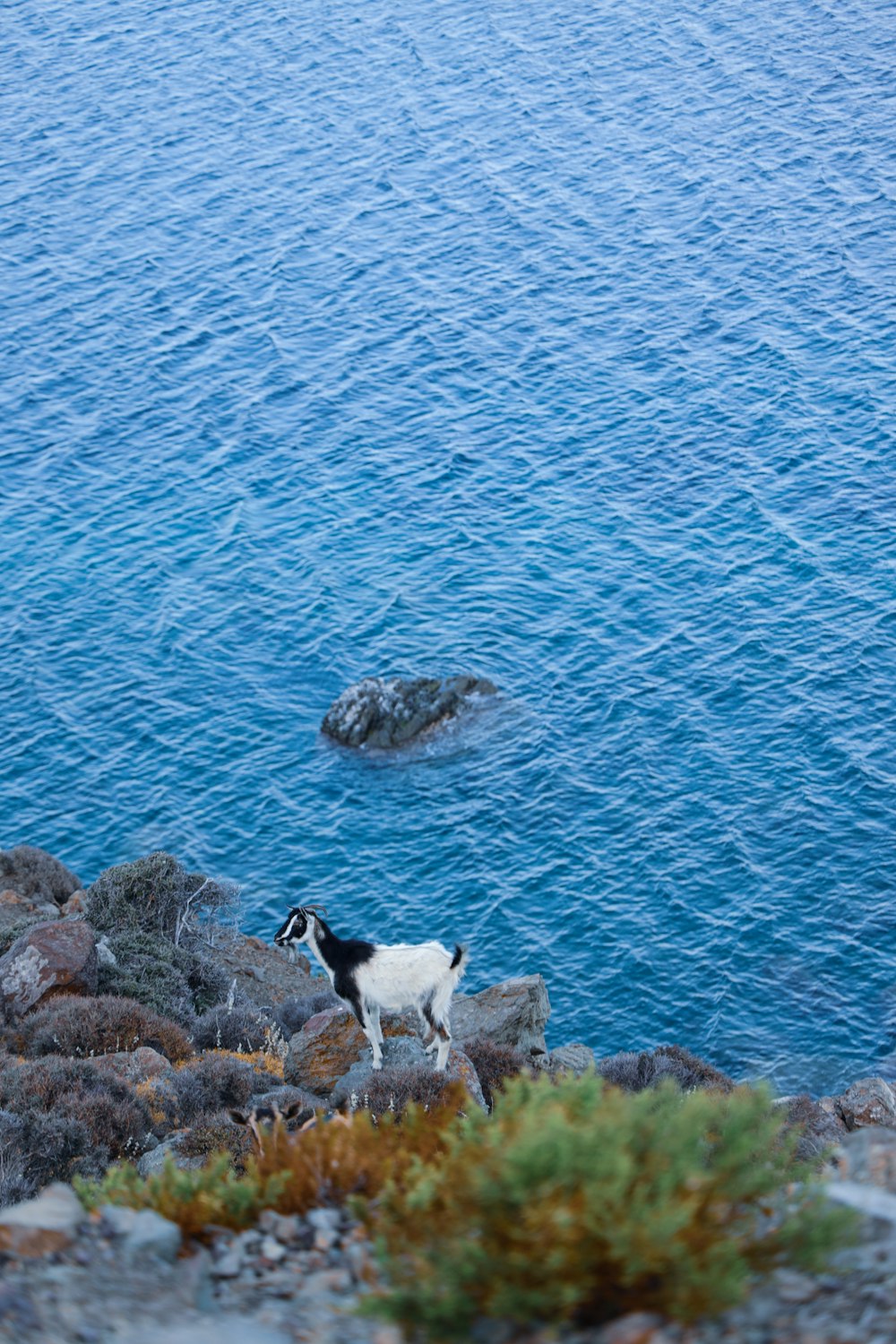 white and black sheep on rock formation near body of water during daytime