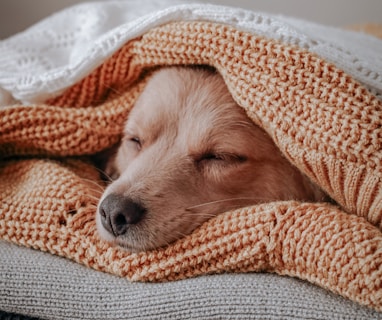 brown short coated dog covered with orange and white blanket