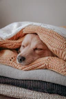 Golden retriever dog covered with orange knit blanket