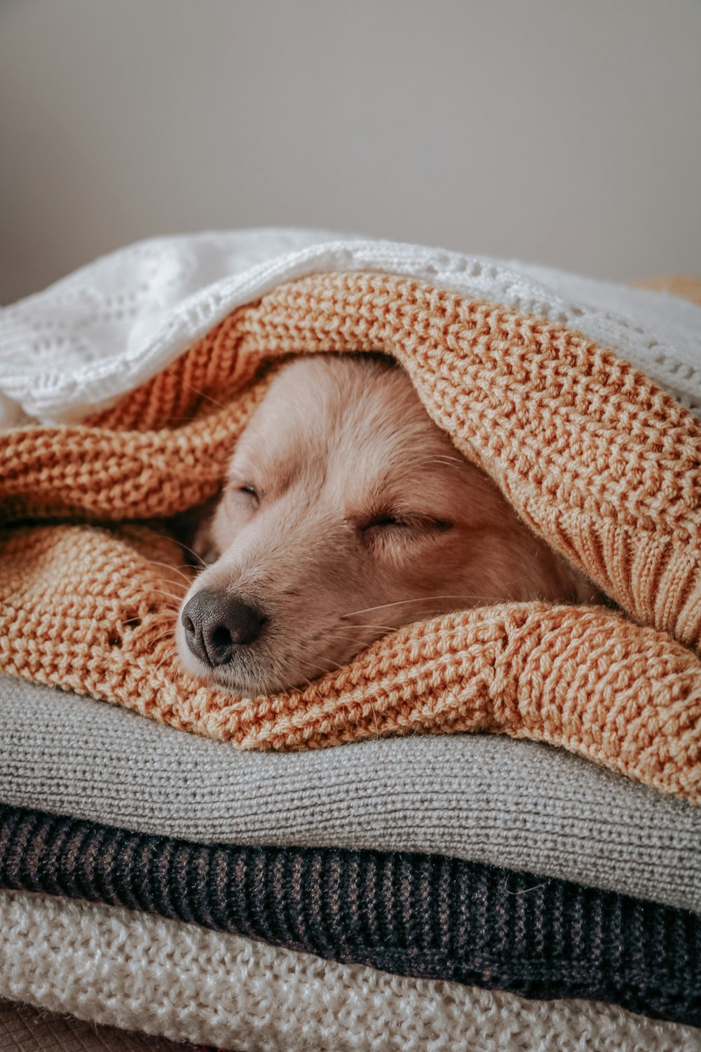 Chien brun à poil court recouvert d’une couverture orange et blanche