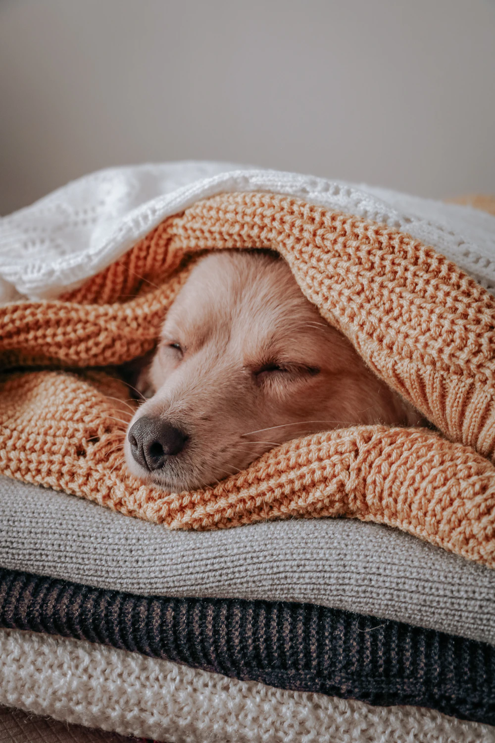 Dog sleeping deeply and peacefully