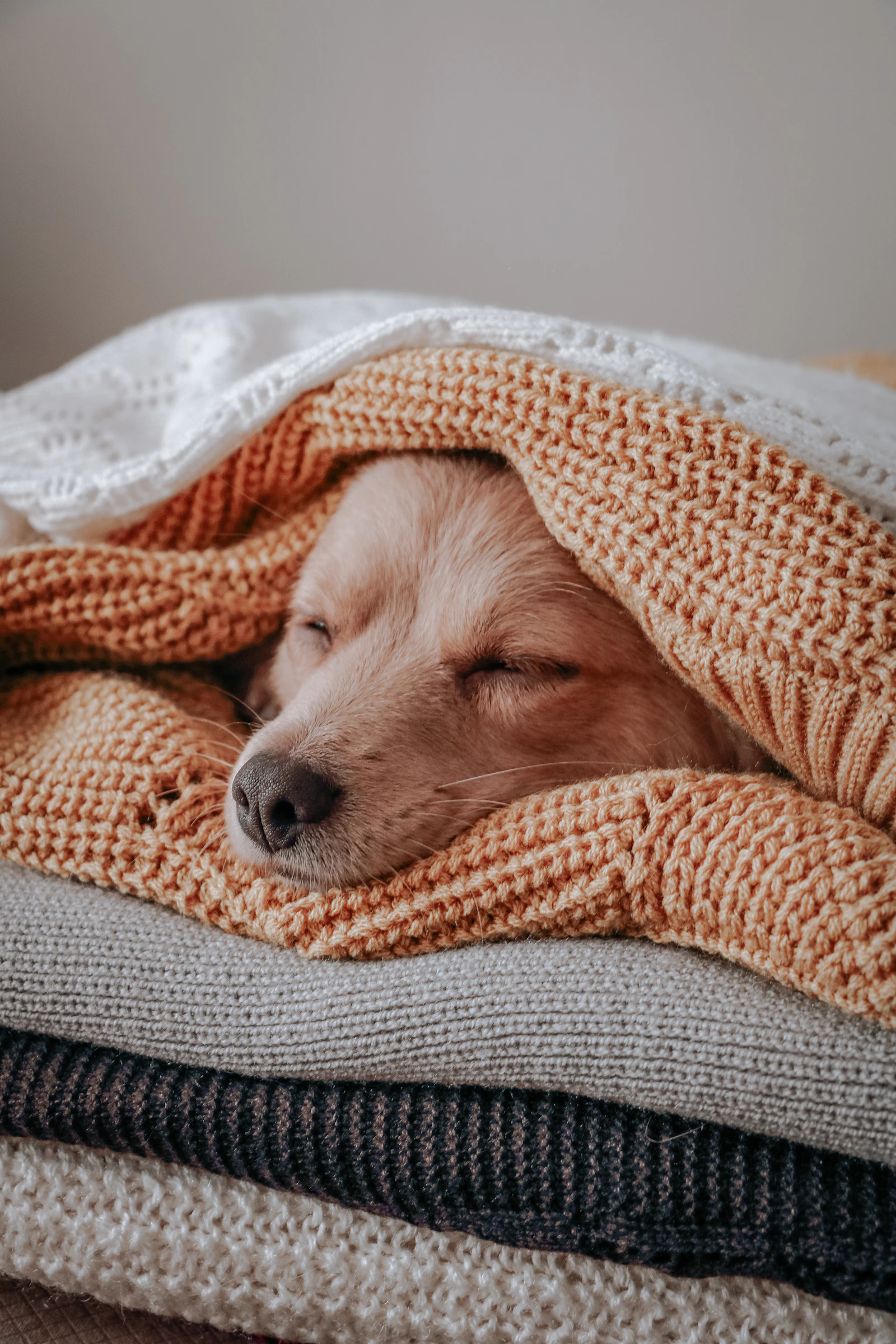 A small puppy sleeping nestled in a stack of soft knit blankets, settled at home