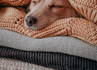 brown short coated dog covered with orange and white blanket