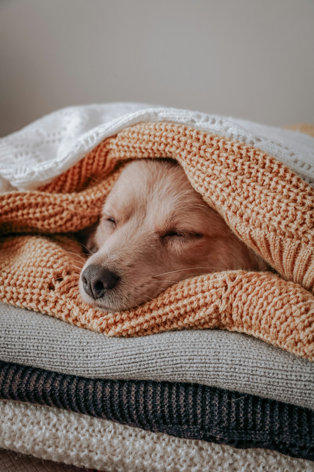 Cão de pelagem curta marrom coberto com cobertor laranja e branco