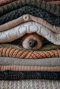 A cozy handmade dog sweater laid out with measuring tape and fabric swatches.