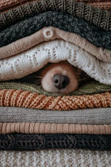 A colorful handmade dog sweater laid out with fabric swatches and design sketches on a wooden table.