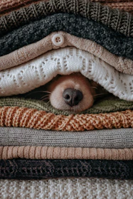 A cozy handmade dog sweater in soft pastel colors displayed on a wooden table.