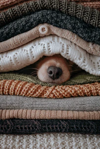 Handmade colorful dog sweaters displayed on a cozy wooden table.