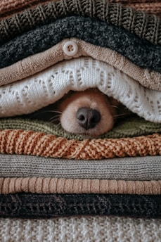 brown and white dog covered with green and white blanket
