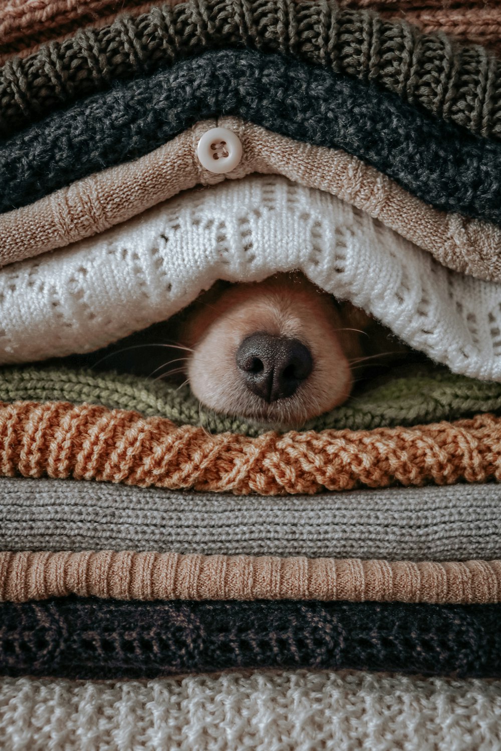 brown and white dog covered with green and white blanket