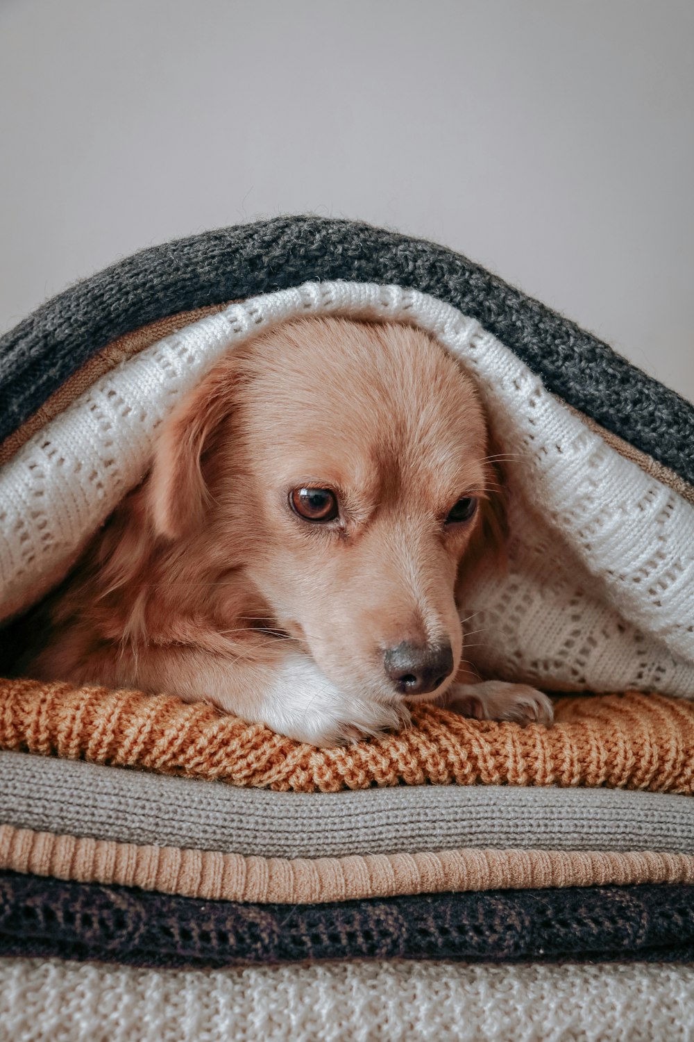 brown short coated dog on white and brown textile