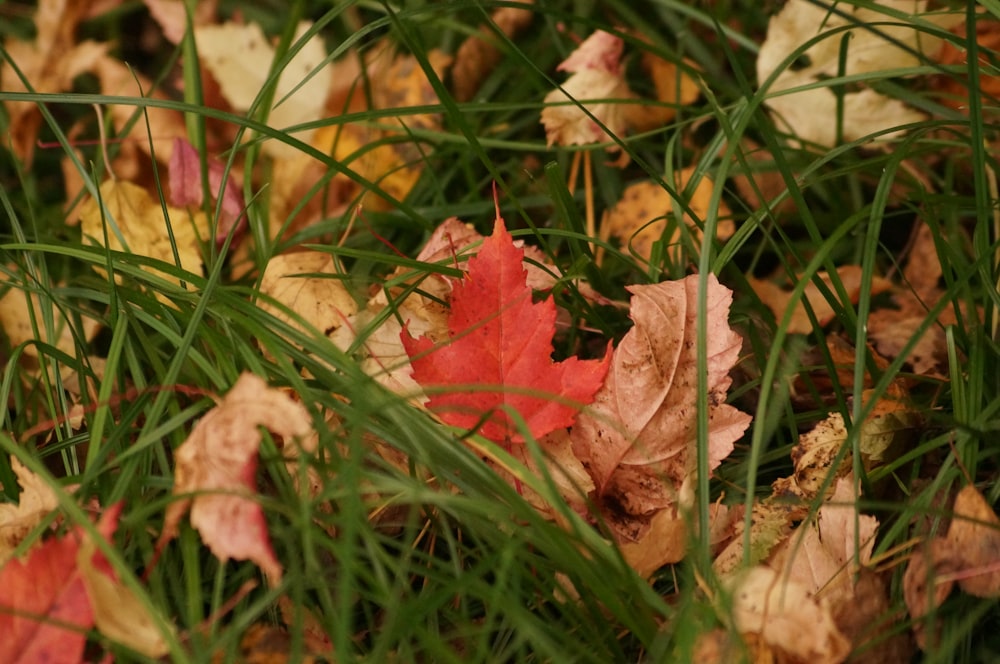 red maple leaf on green grass