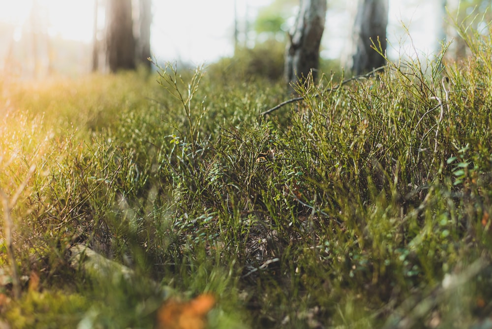 green grass field during daytime