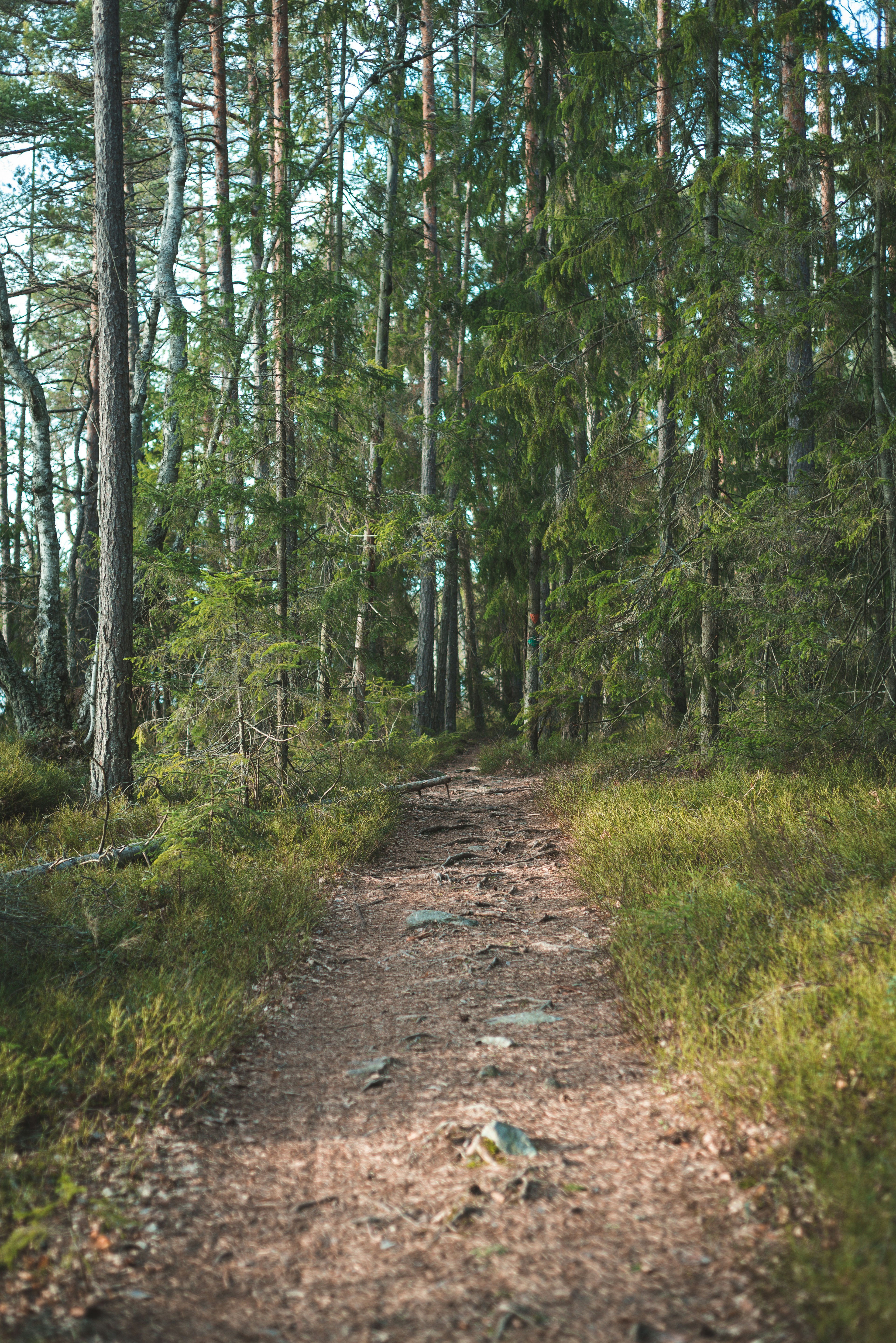 green trees on brown soil