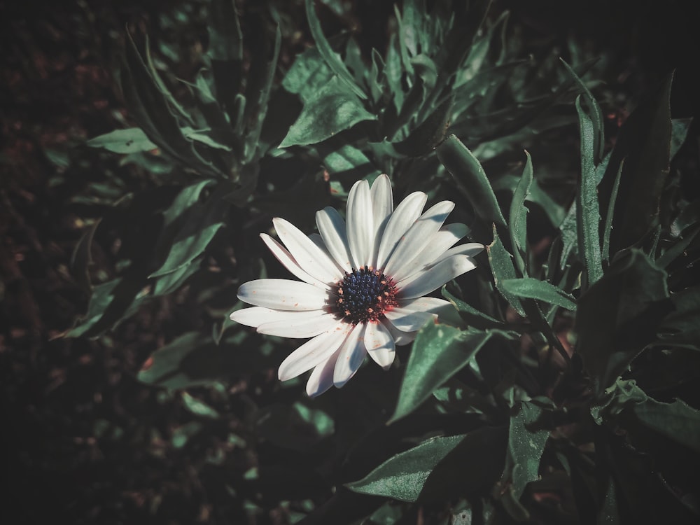 white flower with green leaves