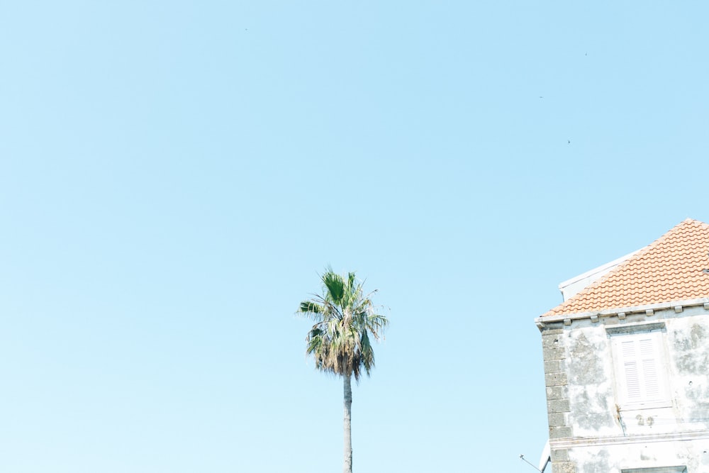 palm tree near beige concrete building