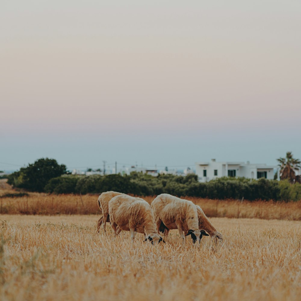 white sheep on brown grass field during daytime