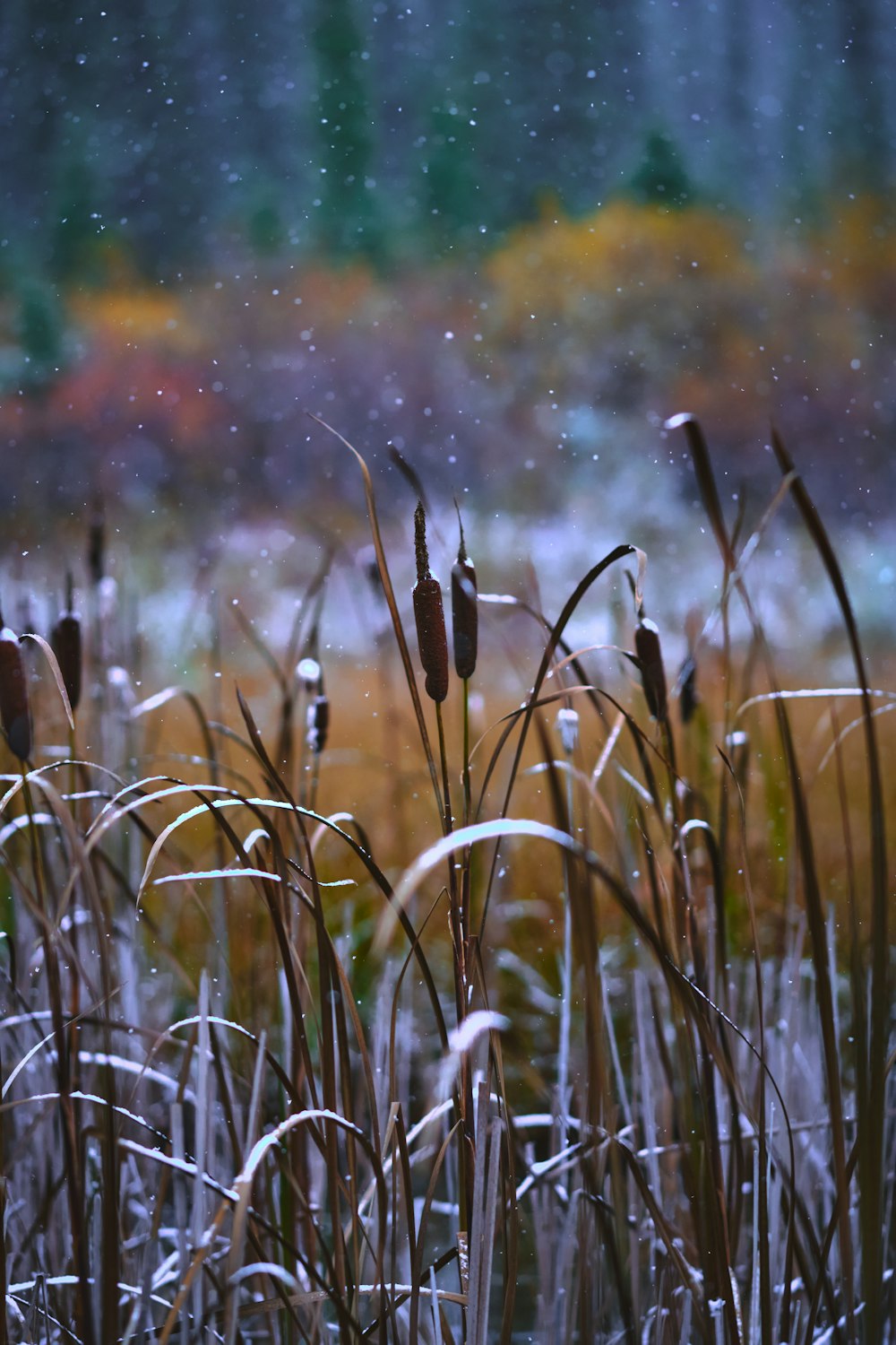 brown grass in close up photography