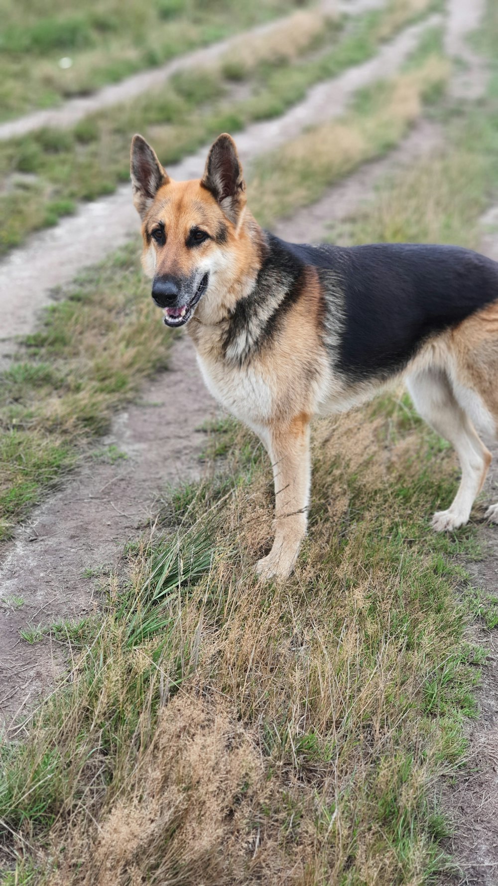 brown and black german shepherd on green grass field